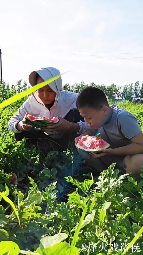 天天吃瓜：瓜田里的欢乐日常